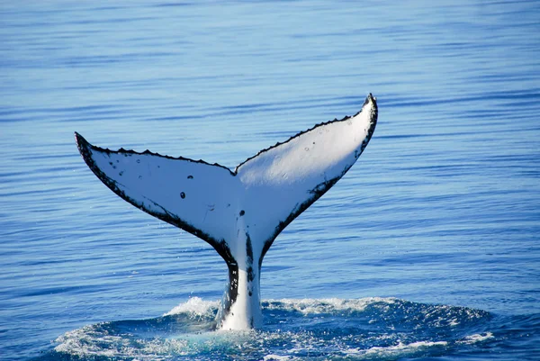 Baleia jubarte em Hervey Bay, Queensland, Austrália — Fotografia de Stock