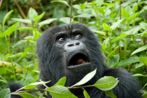 Gorila da Montanha no Parque Nacional do Vulcão (Ruanda ) Imagens Royalty-Free
