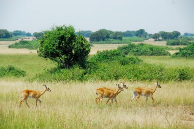 Uganda Kobs, Queen Elizabeth National Park, Uganda clipart
