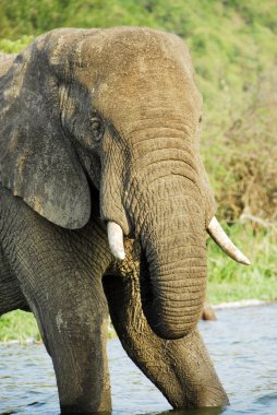 erkek Afrika fili, kazinga kanal (uganda)