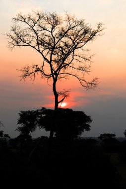 gün batımında savannah, uganda