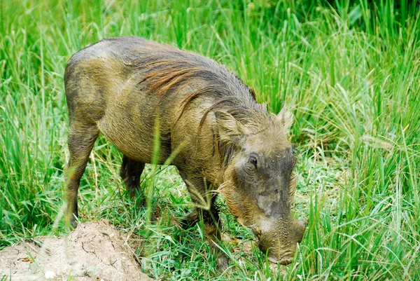 남성 멧돼지에 Murchison 폭포 국립 공원 (우간다) — 스톡 사진