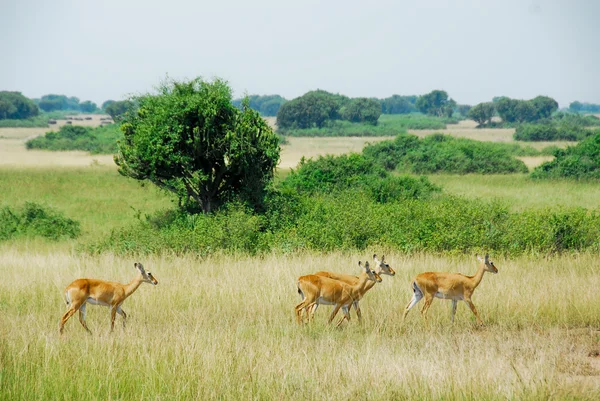 Uganda kobs, queen elizabeth park narodowy, uganda — Zdjęcie stockowe