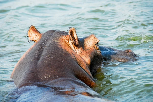 Hippo, Canal de Kazinga (Uganda ) — Fotografia de Stock