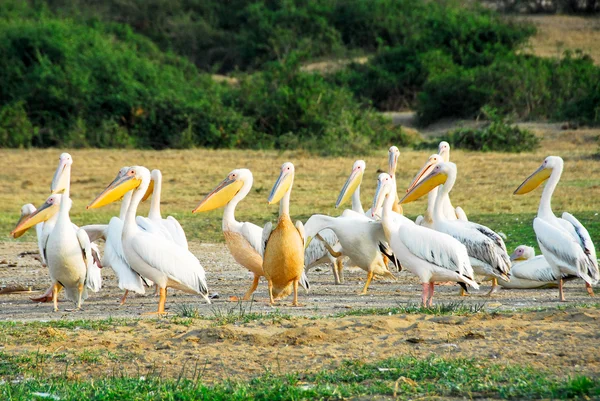 Wielkie białe pelikany, kanał kazinga (uganda) — Zdjęcie stockowe