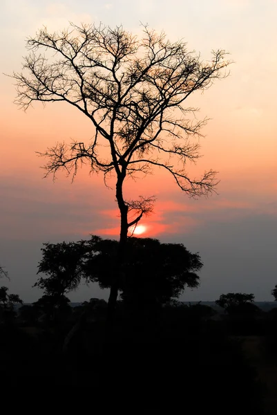 Sonnenuntergang in der Savanne, Uganda — Stockfoto
