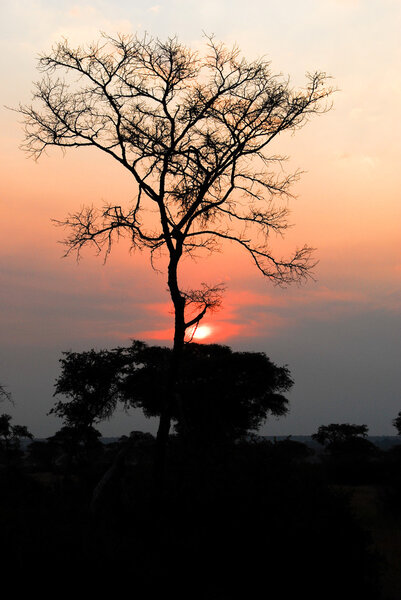 Sunset at savannah, Uganda