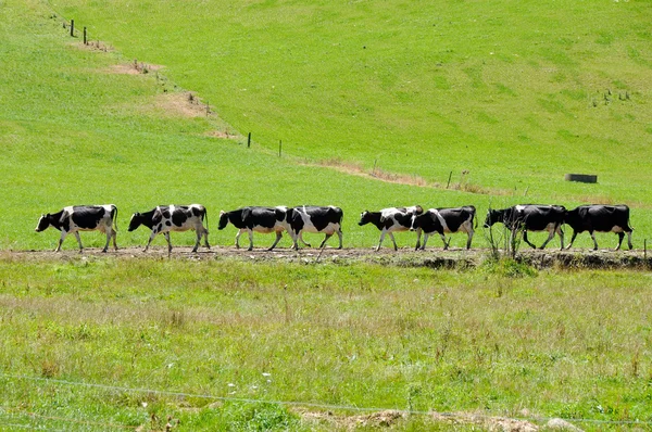 Koeien in rij, Nieuw-Zeeland — Stockfoto