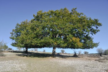 Holm oak, Urbasa range, Navarre (Spain) clipart