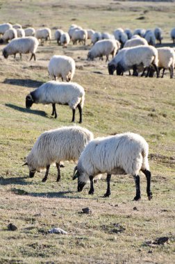 Flock of sheep at Urbasa range, Navarre (Spain) clipart