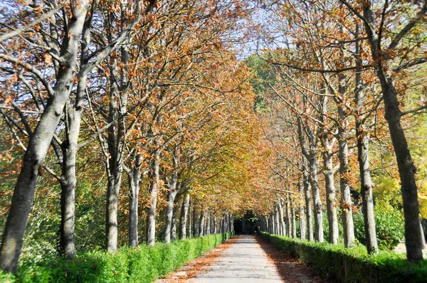 Aranjuez bahçeleri, madrid (İspanya) — Stok fotoğraf