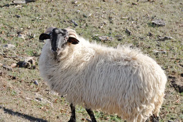 stock image Sheep at Urbasa range, Navarre (Spain)