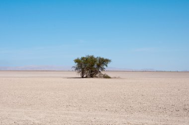 Desert with a tree, pampa del Tamarugal (Chile) clipart