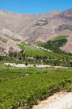 Elqui valley, Chile clipart