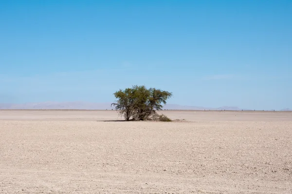 Pustynia z drzewem, Pampa del Tamarugal (Chile) — Zdjęcie stockowe
