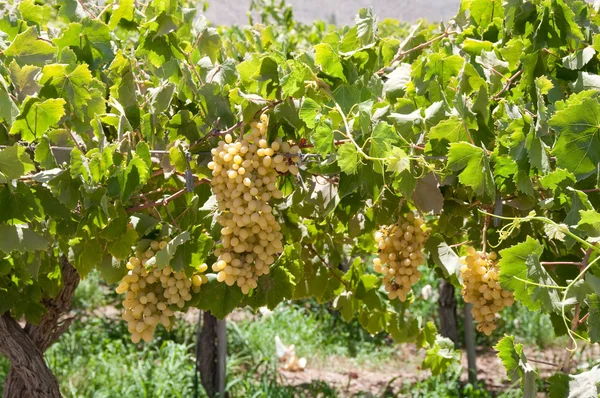 Vineyard at Elqui valley, Chile — Stock Photo, Image