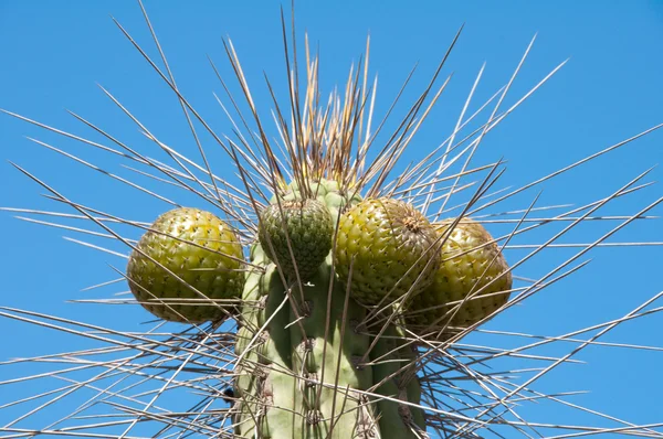 Kaktus på Elqui valley (Chile) — Stockfoto