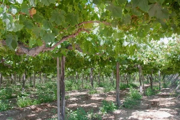 Winnica w elqui valley, chile — Zdjęcie stockowe
