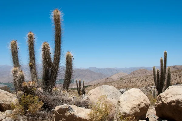 Elqui valley with cactus, Chile — Stock Photo, Image