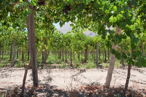 Vignoble dans la vallée d'Elqui, Chili — Photo
