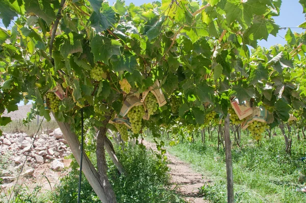Wijngaard in elqui valley, Chili — Stockfoto