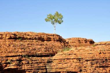 Lone tree in Kings canyon (Australia) clipart