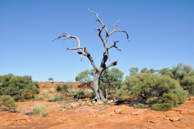 Dry tree in Kings canyon in Australia clipart