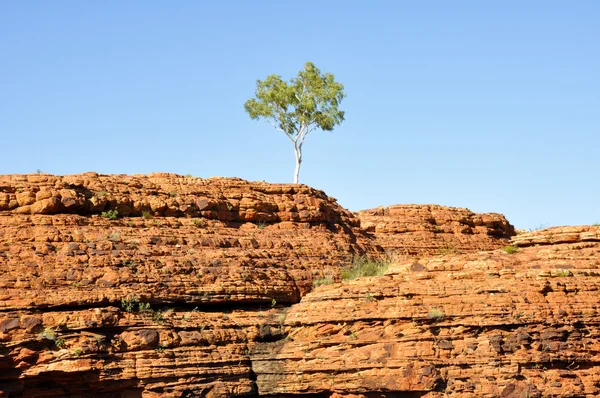 Árbol solitario en el cañón de Kings (Australia ) — Foto de Stock