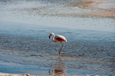 Flamingo, atacama tuz düz (Şili)