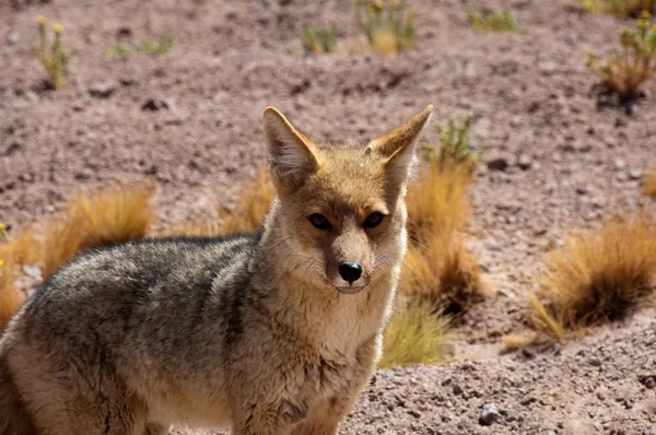 Fox anddean, deserto de Atacama (Chile ) — Fotografia de Stock
