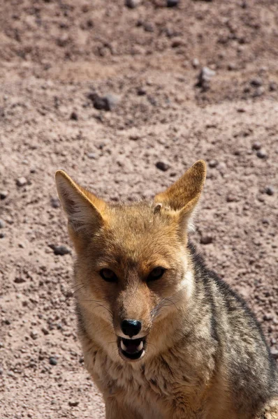 Fox andean — Stock Photo, Image