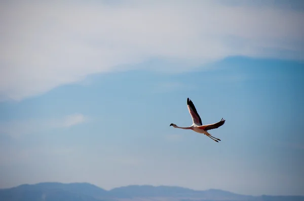 フラミンゴ飛行, アタカマ塩フラット （チリ) — ストック写真