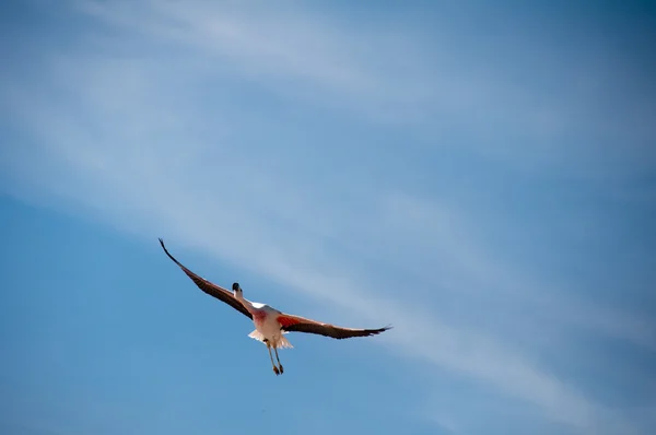 Uçuş, atacama tuz düz flamingo (Şili) — Stok fotoğraf