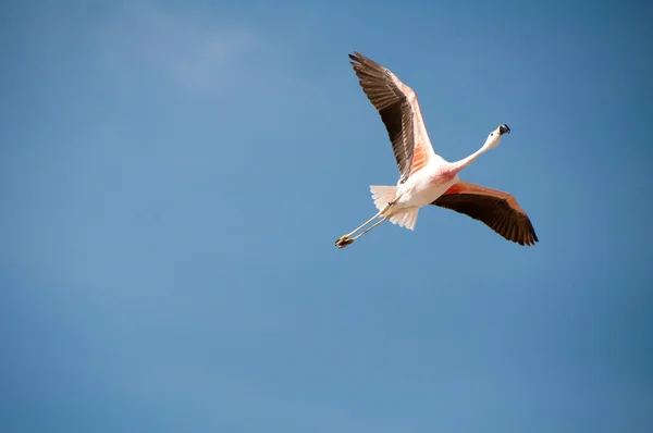 Flamingo in volo, Atacama piatto sale (Cile ) — Foto Stock