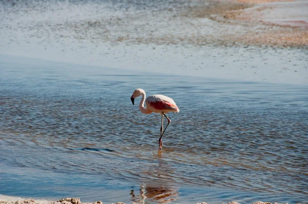 Flamingo, atacama tuz düz (Şili) — Stok fotoğraf