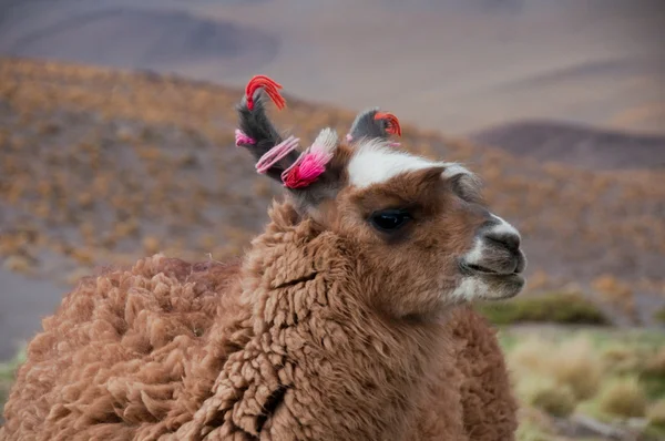 Lama, v Andách (chile) — Stock fotografie