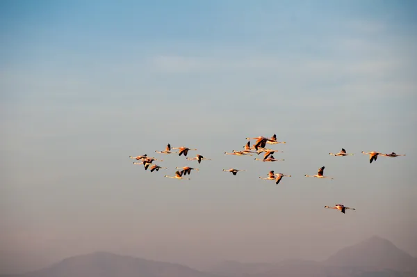 Uçuş, atacama tuz düz flamingolar (Şili) — Stok fotoğraf