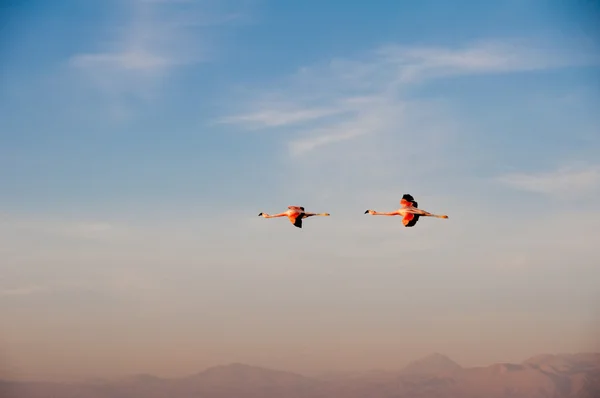 火烈鸟飞，阿塔卡马的盐滩 （智利) — 图库照片
