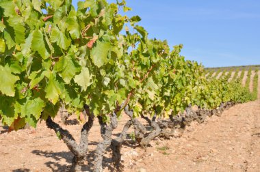 Vineyard, La Rioja (Spain) clipart
