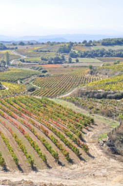 üzüm bağları, la rioja (İspanya)