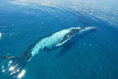 Humpback Whale in Hervey bay, Queensland, Australia clipart