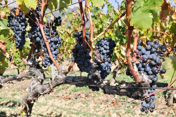 Winogron w winnicy, la rioja (Hiszpania) — Zdjęcie stockowe