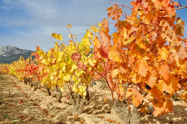 Vigneto d'autunno, La Rioja (Spagna) ) — Foto Stock