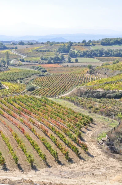 Vineyards, La Rioja (Spain) — Stock Photo, Image
