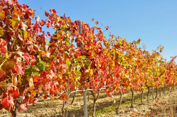 Виноградник в осінь, Ла-Ріоха (Іспанія) — стокове фото