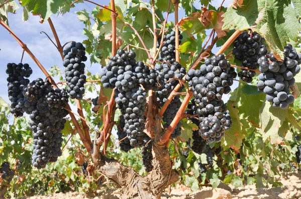 Uvas em vinha, La Rioja (Espanha ) — Fotografia de Stock