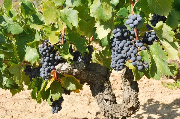 Druvor i en vingård, la rioja (Spanien) — Stockfoto
