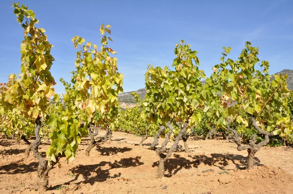 Wijngaard, la rioja (Spanje) — Stockfoto