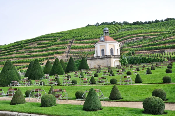 Radebeul vineyards (Germany) — Stock Photo, Image