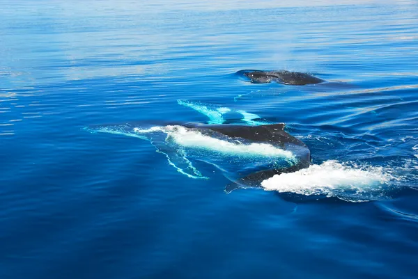 Baleia jubarte em Hervey Bay, Austrália — Fotografia de Stock